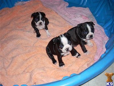Puppies in AL